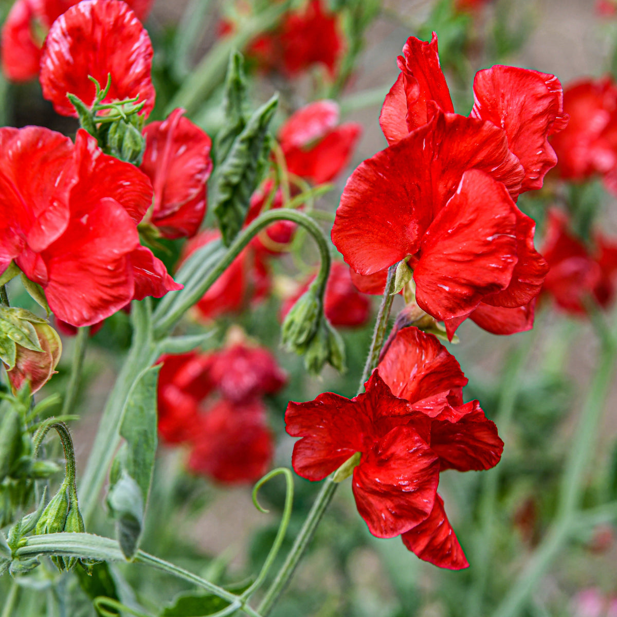 Sweet Pea 'Royal Scarlet'