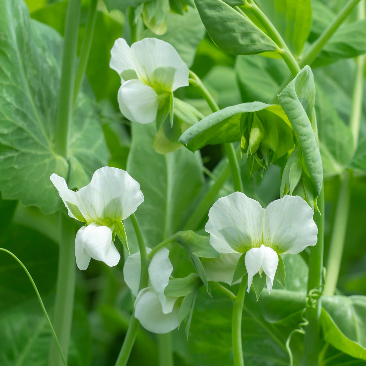 Sweet Pea 'Royal White'