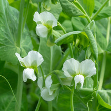 Sweet Pea 'Royal White'