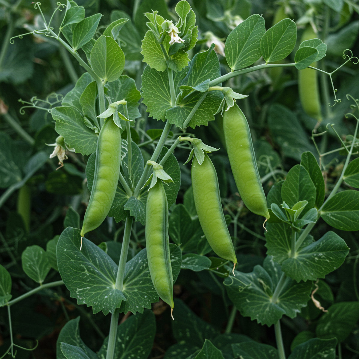Pois des neiges 'Oregon Sugar Pod II' bio