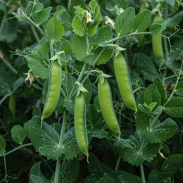 Organic 'Oregon Sugar Pod II' Snow Peas