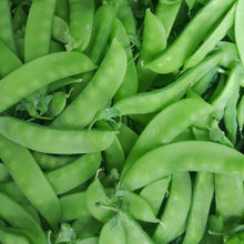Pois mange-tout 'Sugaree' bio