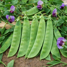 Pois mange-tout 'Dwarf Grey Sugar'
