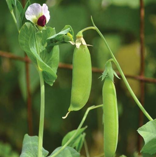 Organic 'Dwarf Gray Sugar' Snow Peas