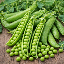 'Little Crunch' snow peas