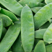 Pois mange-tout 'Oregon Sugar Pod II'