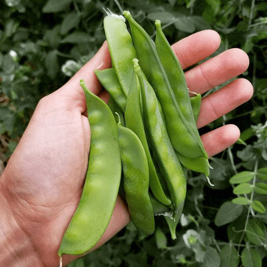 Organic 'Oregon Sugar Pod' snow peas