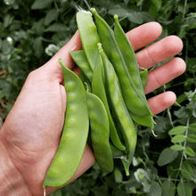 Organic 'Oregon Sugar Pod' snow peas