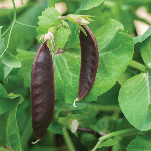 Organic 'Royal Snow' snow peas