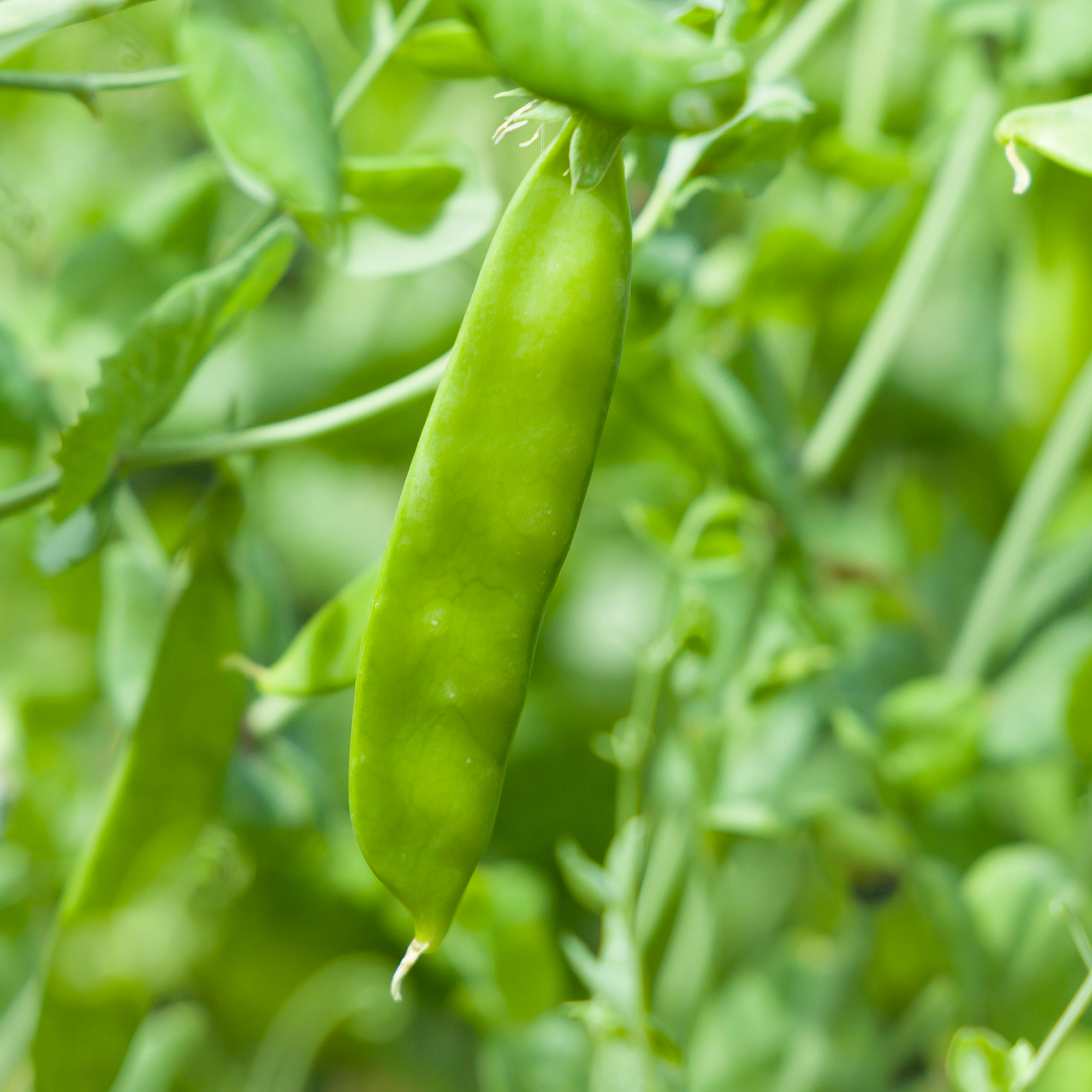 Pois mange-tout Little Snow Pea
