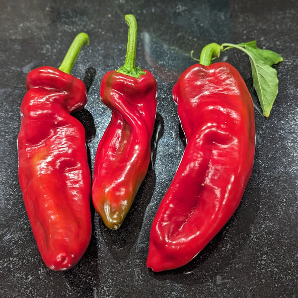 Sweet Pepper Giant Marconi F1