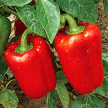 Poivron 'California Wonder' bio