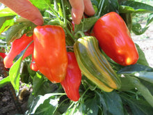 'Candy Cane Red' Pepper
