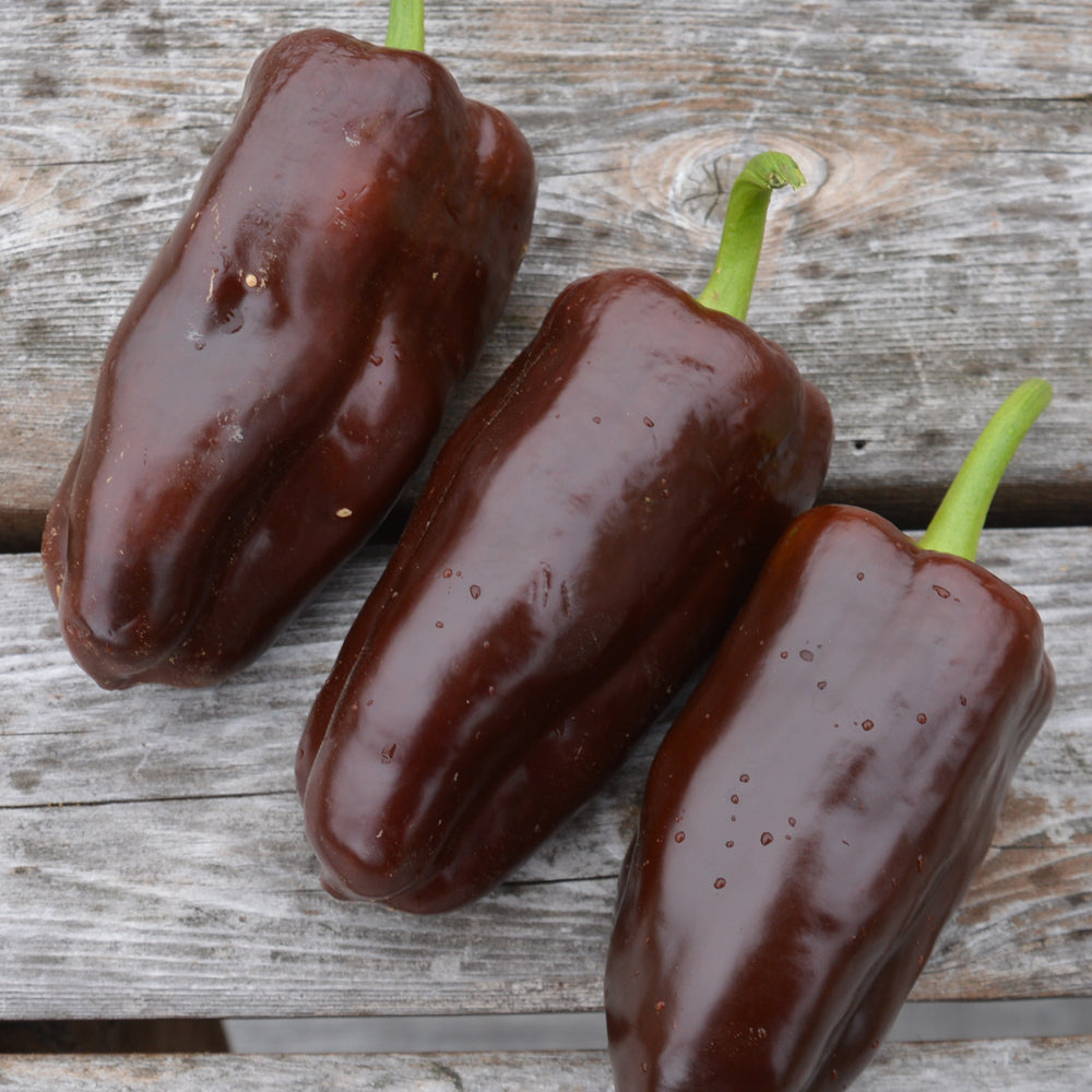 Poivron brun Chocolat. Poivrons brun foncé allongés, à pédoncule vert. Le cadrage permet de voir les formes, les couleurs et les détails du sujet représenté. Les contours se détachent du fond de l’image, avec des différences de teinte et de texture visibles sur les surfaces. Cette vue accompagne la présentation du produit dans la boutique.