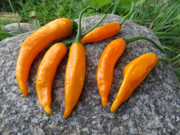 Poivron 'Criolla de Coccina'