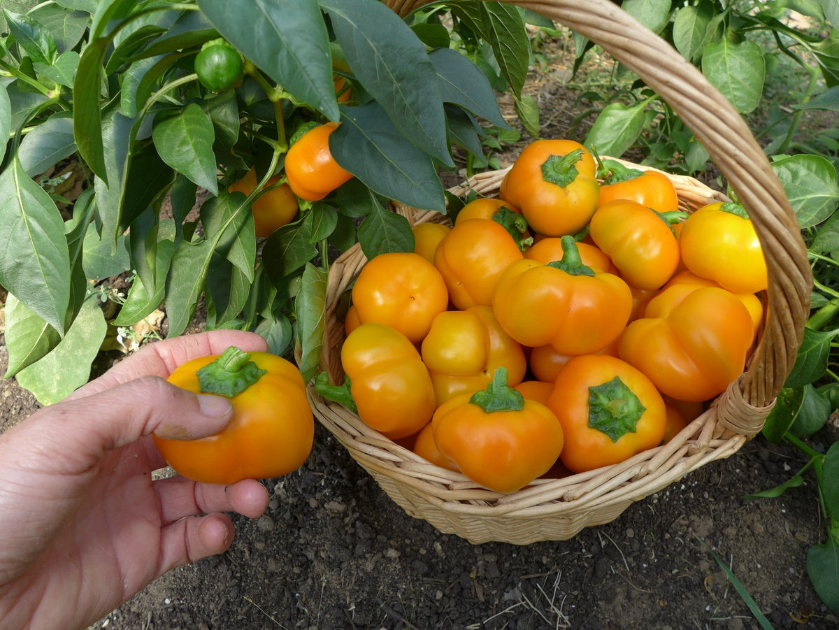 'Doe Hill' Pepper