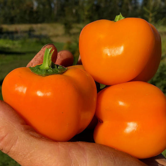 Organic 'Doe Hill' Pepper