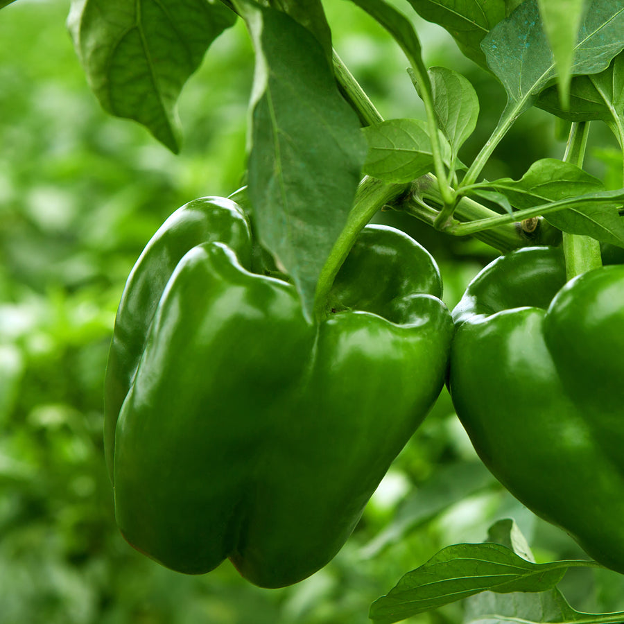 Pepper 'Early Calwonder'