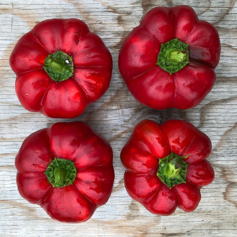 Poivron rouge Gogosar. Poivrons rouges aplatis et côtelés, vus du dessus. Le cadrage permet de voir les formes, les couleurs et les détails du sujet représenté. Les contours se détachent du fond de l’image, avec des différences de teinte et de texture visibles sur les surfaces. Cette vue accompagne la présentation du produit dans la boutique.