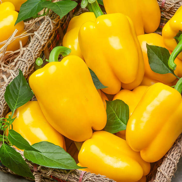 Poivron jaune 'Golden Calwonder'