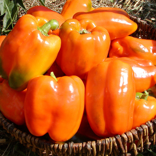 Organic 'Gourmet' orange pepper