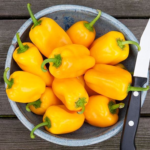 Organic 'HMS Yellow Picnic' pepper