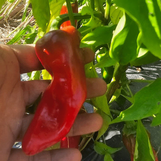 Organic 'Italian Sweet' Pepper