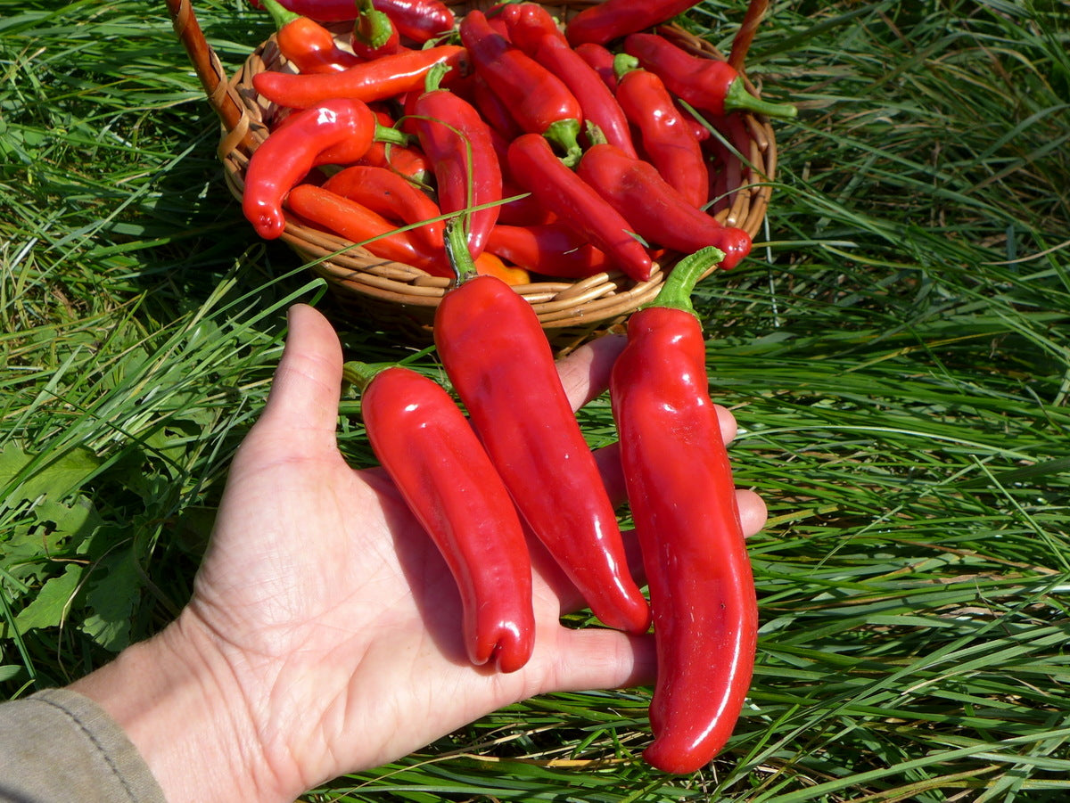 'Italian' Pepper