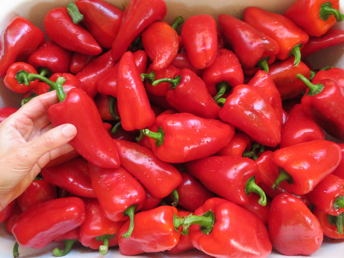 Poivron 'Lipstick'