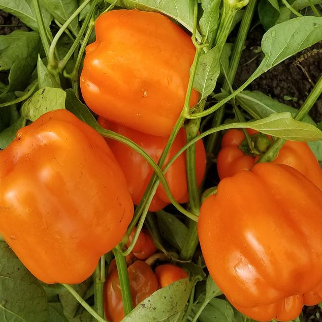 Organic 'Little Tangerine Bells' Pepper