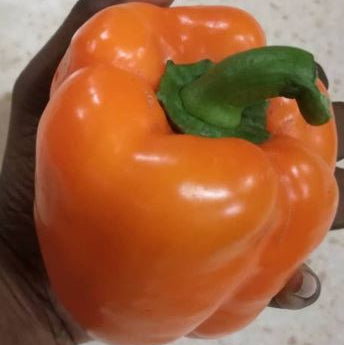 Poivron 'Orange Bell' bio