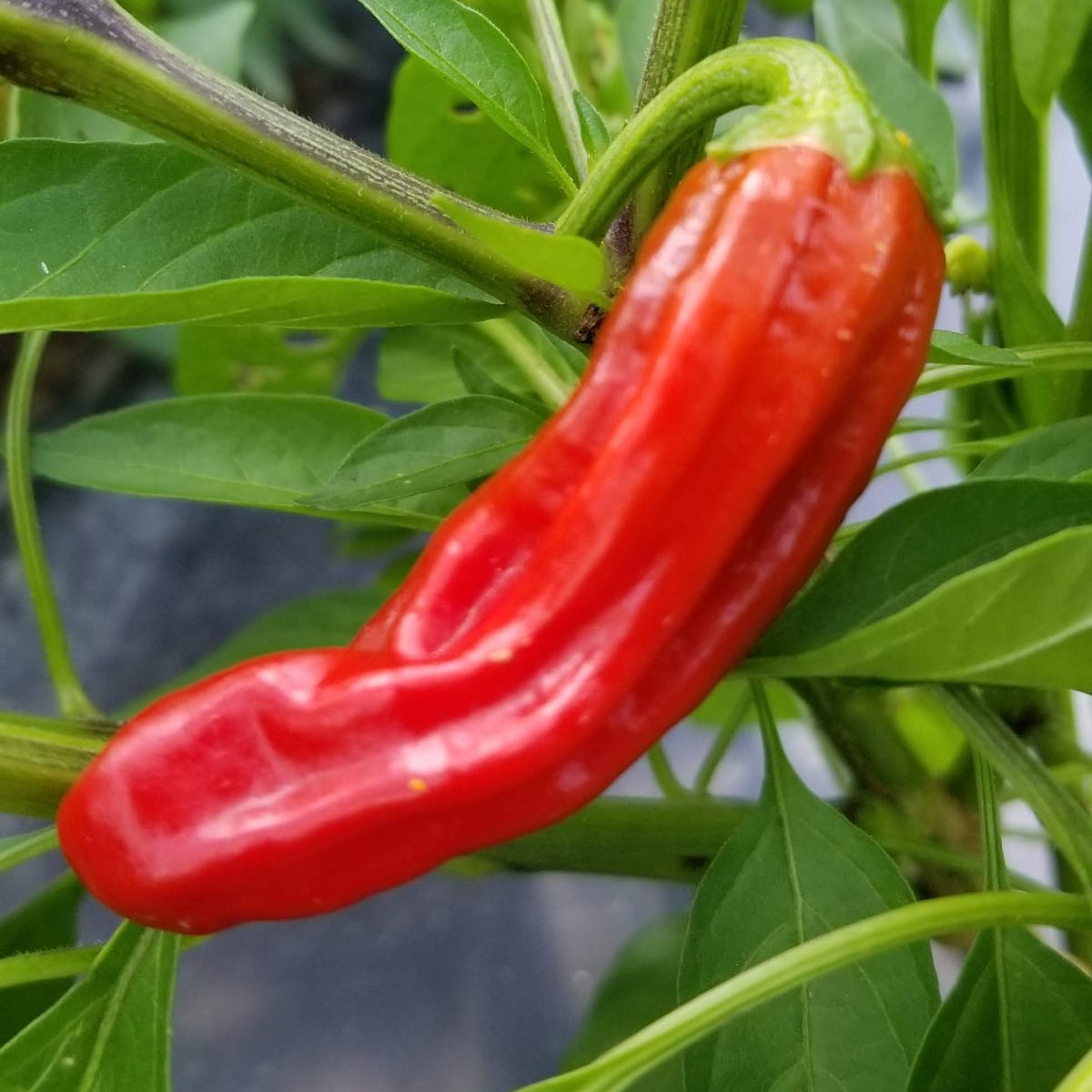 Poivron 'Pepperoncini Greek' bio