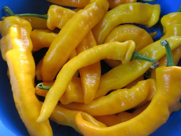 'Petit Jaune d'Antibes' Pepper