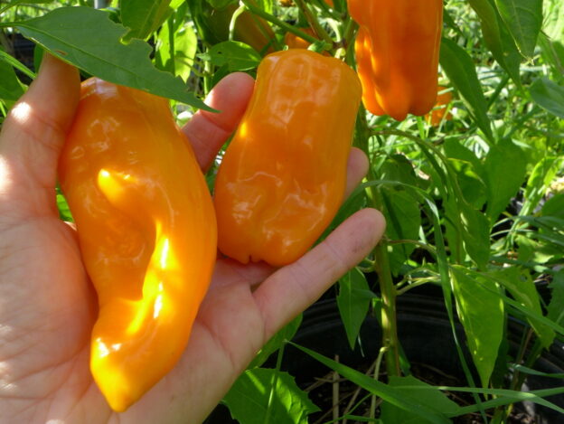 'Petit Marseillais' Pepper