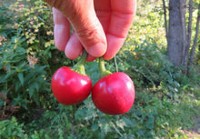 'Sweet Cherry' Pepper