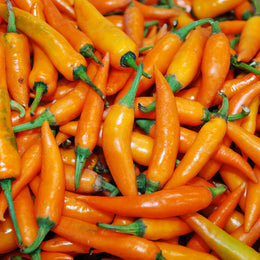 Poivron orange 'Tequila Sunrise'
