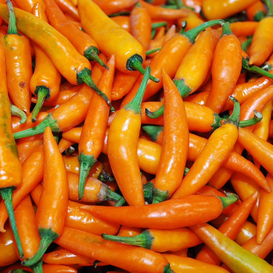 Poivron orange 'Tequila Sunrise'
