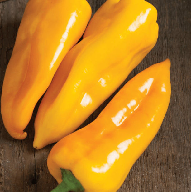 Organic 'Yellow Corno Di Toro' pepper
