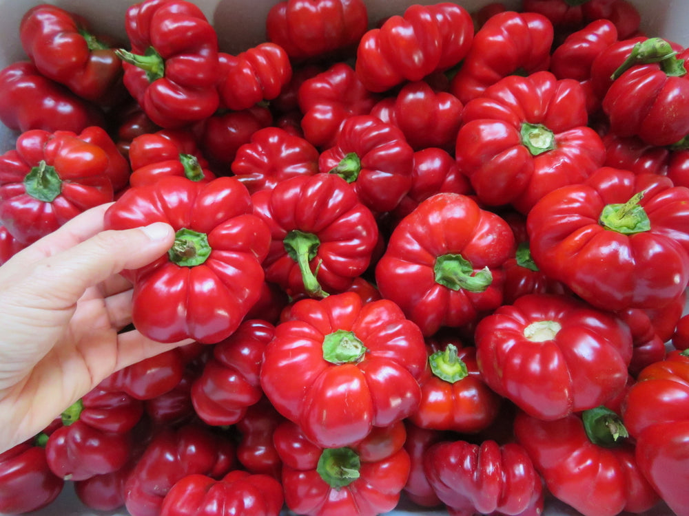'Paradise' Pepper