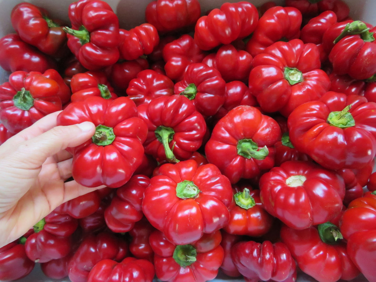 'Paradise' Pepper