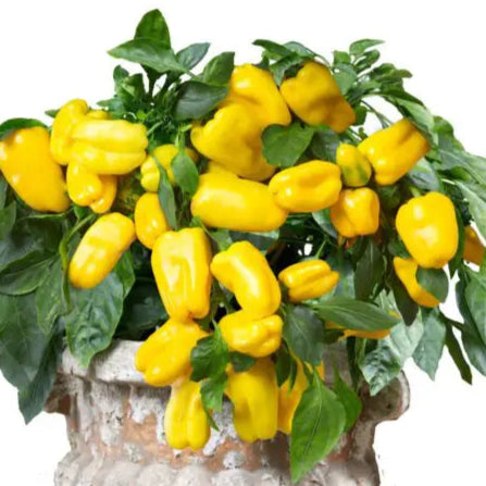 Photo de Poivron jaune 'From Heaven' F1. La couleur caractéristique est : vert / jaune. Les fruits présentent cette forme : conique. Le visuel permet d'observer les contours, les teintes et la disposition des éléments présentés. Les détails de forme et les contrastes donnent un aperçu de l'apparence de cette plante ou de sa récolte.