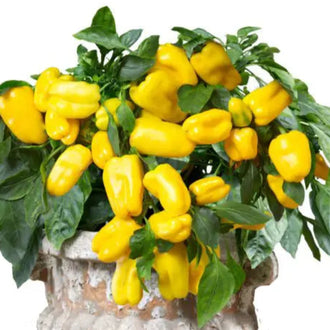 Photo de Poivron jaune 'From Heaven' F1. La couleur caractéristique est : vert / jaune. Les fruits présentent cette forme : conique. Le visuel permet d'observer les contours, les teintes et la disposition des éléments présentés. Les détails de forme et les contrastes donnent un aperçu de l'apparence de cette plante ou de sa récolte.
