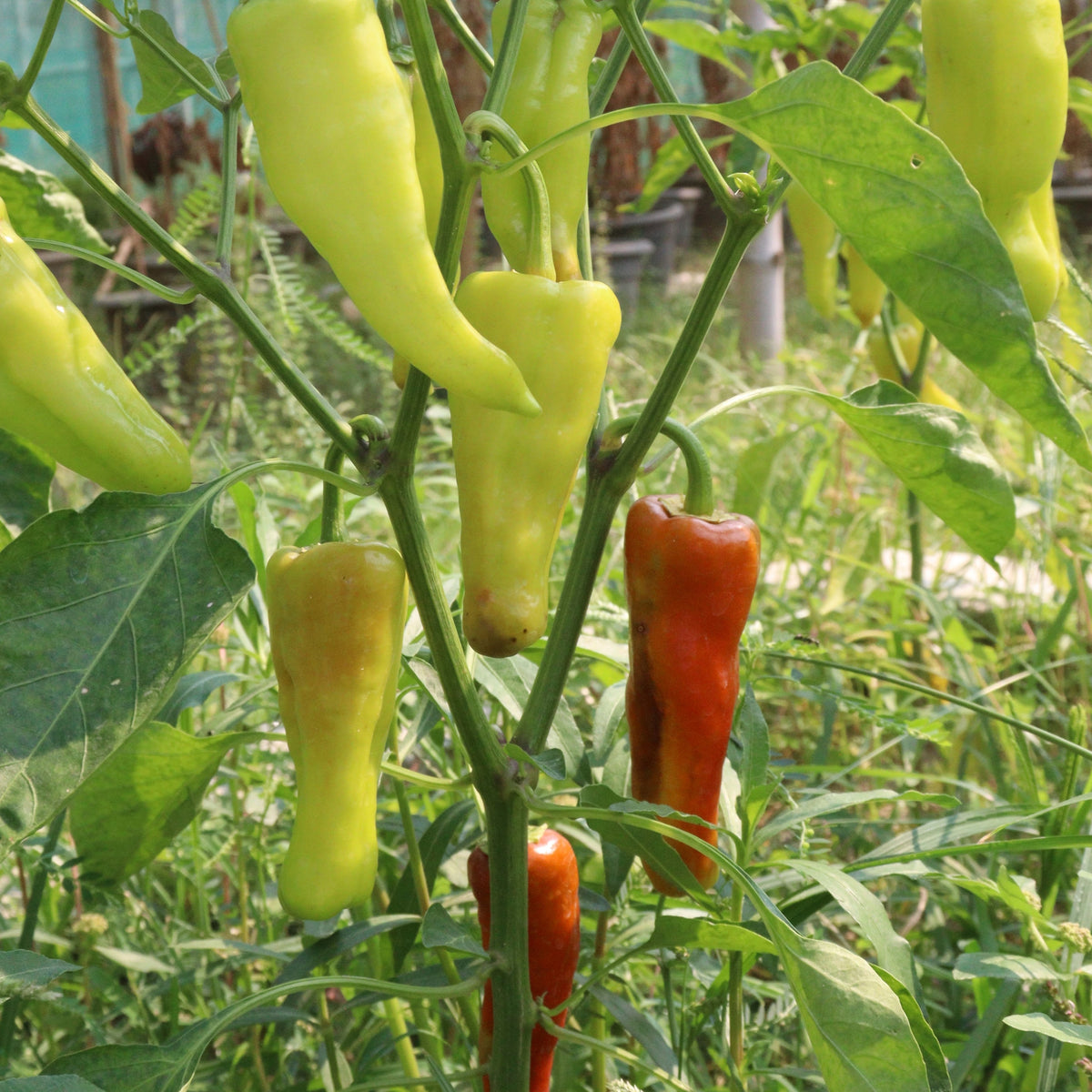 Sweet banana pepper 'Hungarian Yellow Sweet'