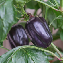 Sweet pepper 'Purple Beauty'