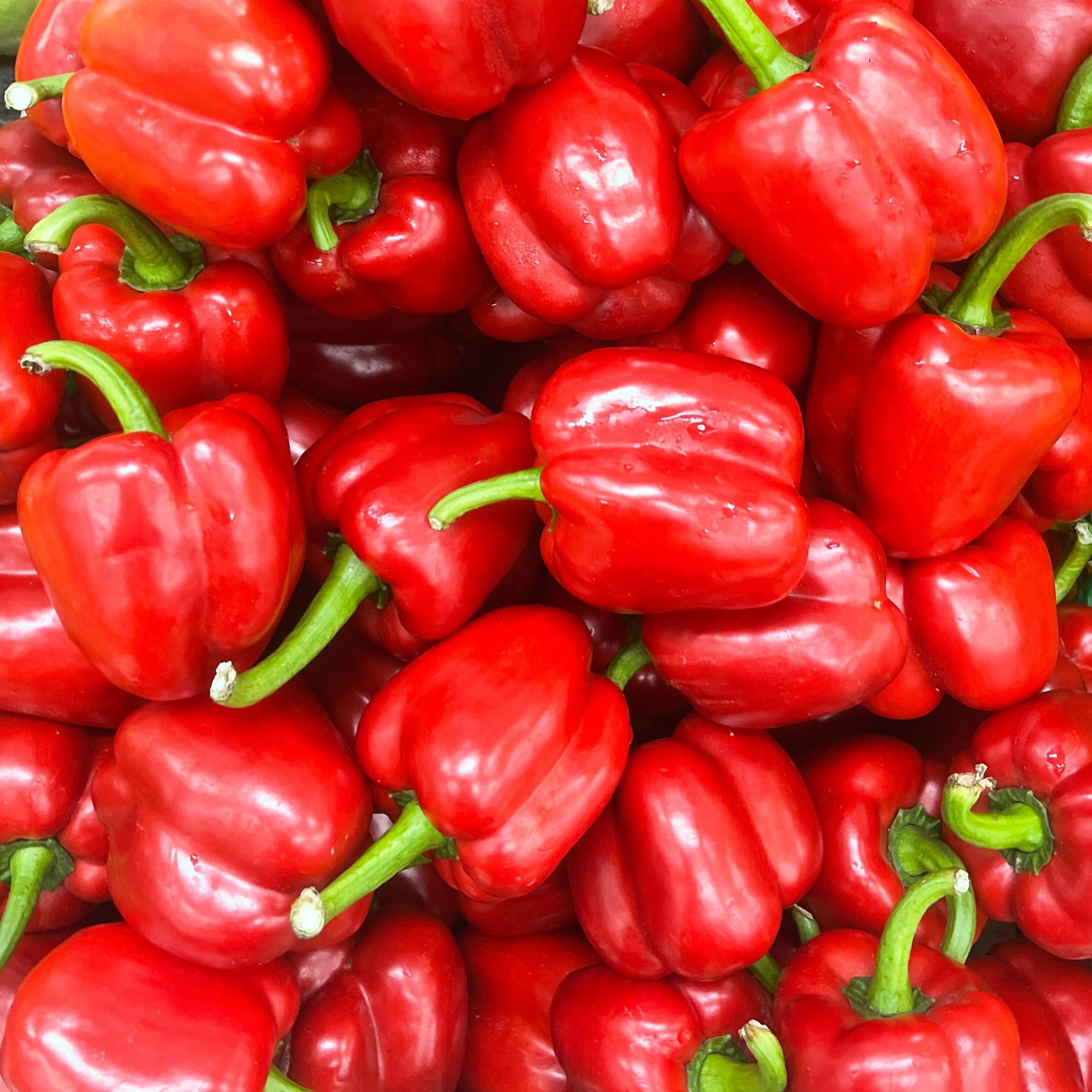 Organic ‘Californien’ sweet pepper (<em>Capsicum annuum</em>)