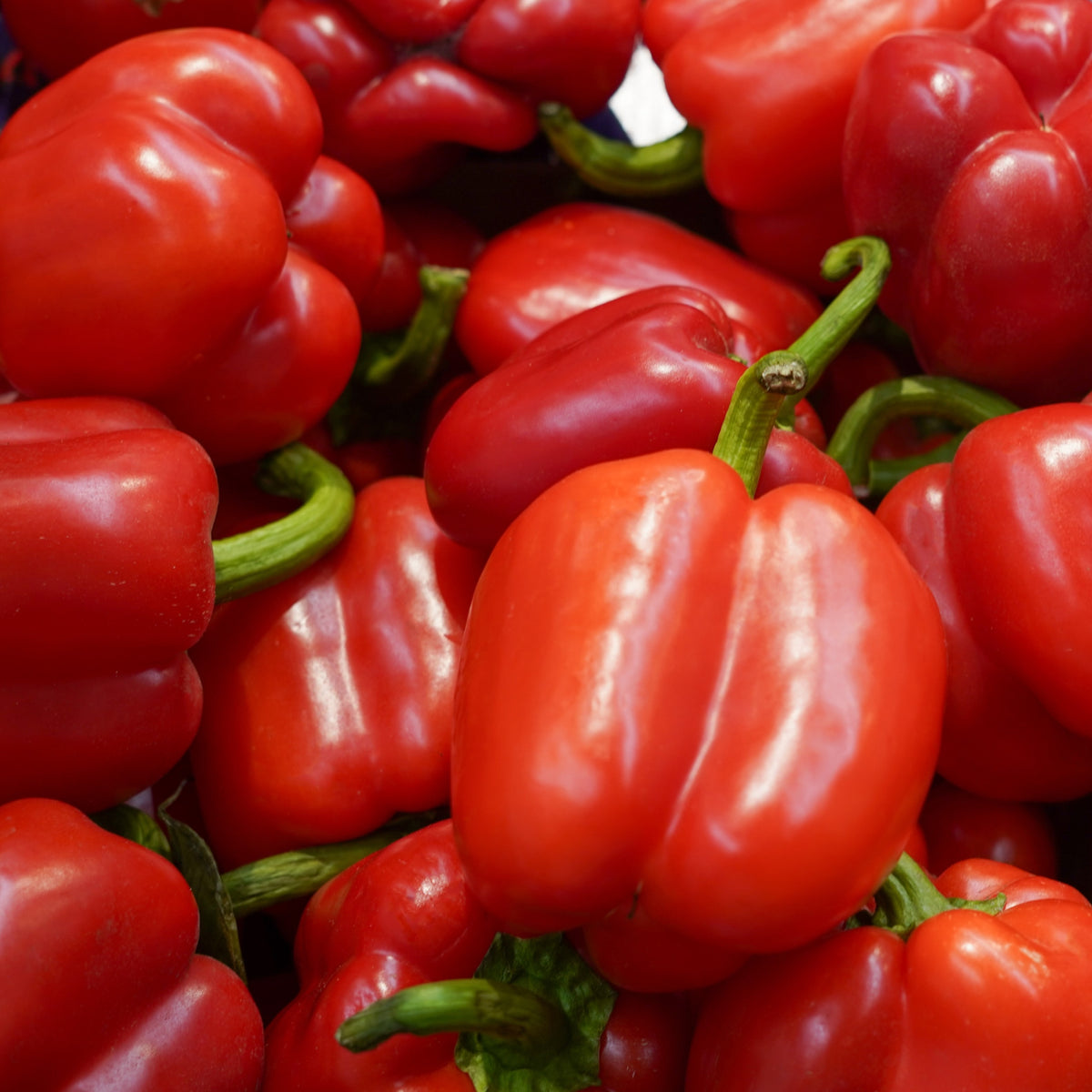 Organic ‘King of the North’ sweet pepper (<em>Capsicum annuum</em>)