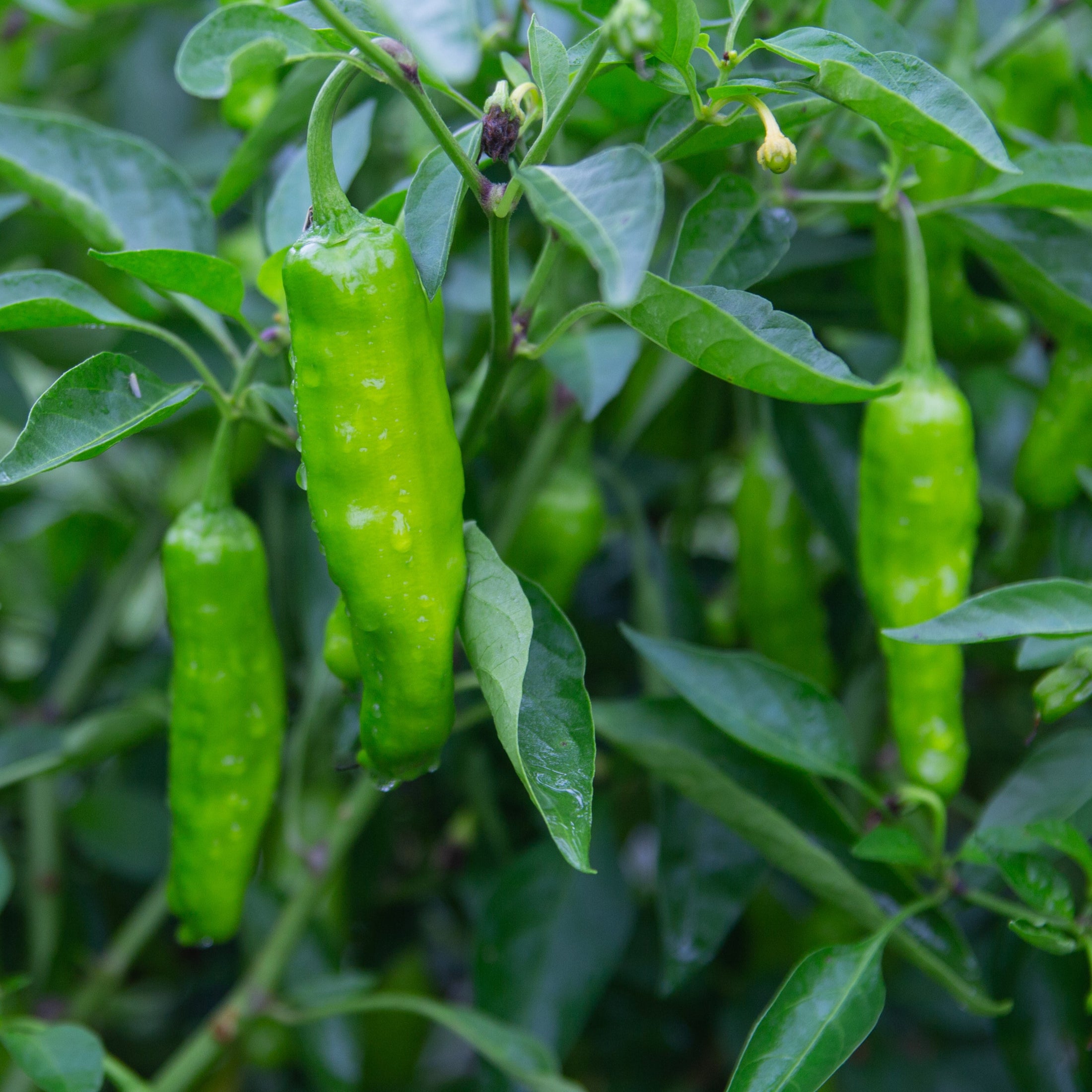 Organic ‘Shishito’ pepper (<em>Capsicum annuum</em>)