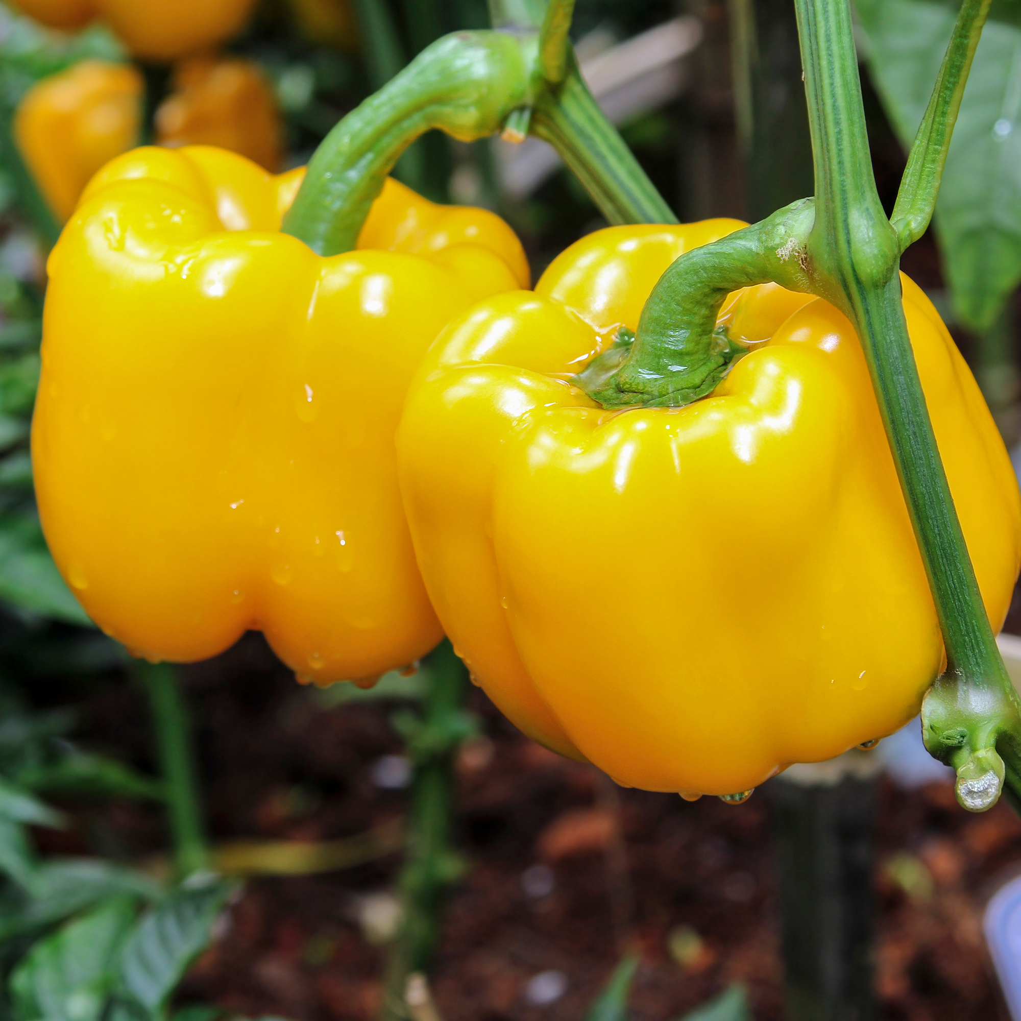 Yellow Sweet Pepper
