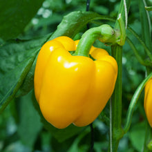 Organic 'Abay' F1 yellow pepper