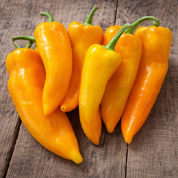 Poivron jaune 'Gatherer's Gold' bio